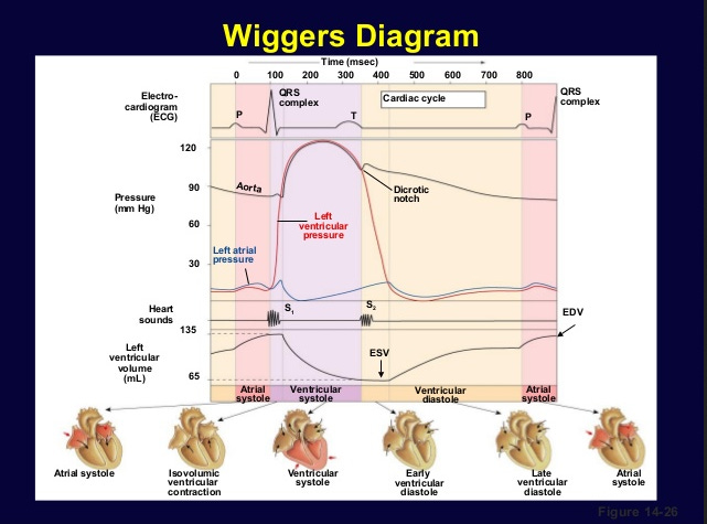 Solved Use wiggers diagram to answer the | Chegg.com