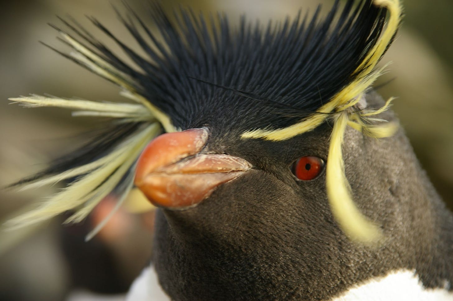 File:Falkland Islands Penguins 88.jpg - Wikimedia Commons