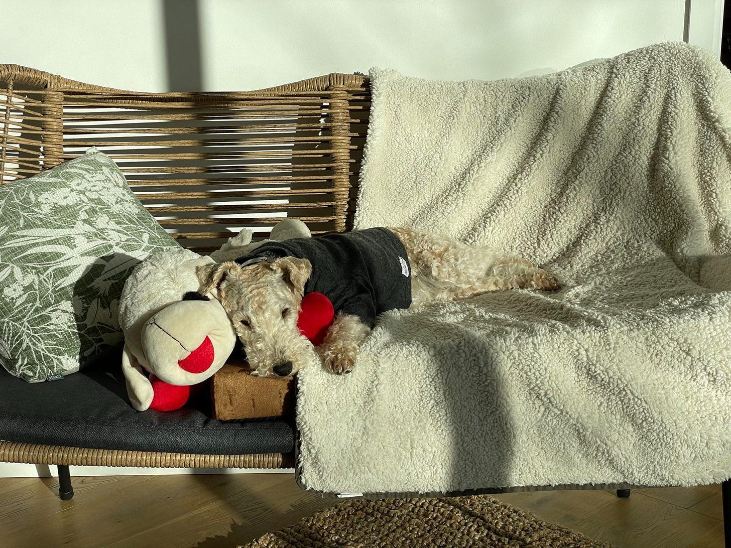 Nutmeg the lakeland terrier lying on a couch in the sun. She is leaning her head on a big soft sheep toy.