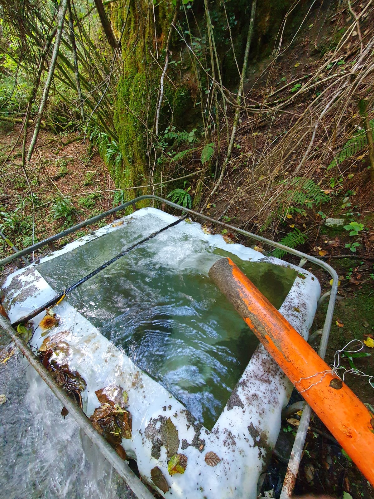an IBC brimming with mountain water that pours from an orange pipe