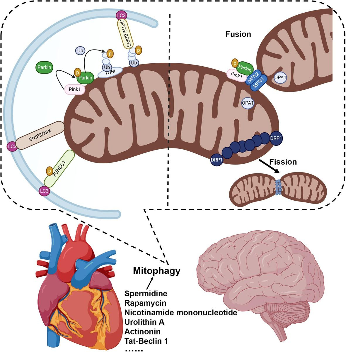 Frontiers | A Healthy Heart and a Healthy Brain: Looking at Mitophagy | Cell and Developmental ...