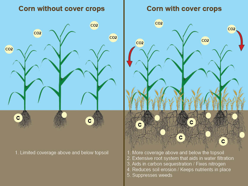 Cover crops can benefit farmers, earth in many ways | 2021-11-29 |  Agri-Pulse Communications, Inc.
