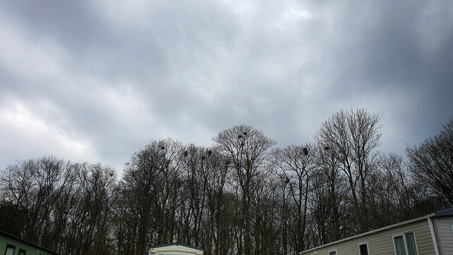 Winter trees against a grey clouded sky. High up in the branches are rooks nests. Below are the roofs of the caravans.