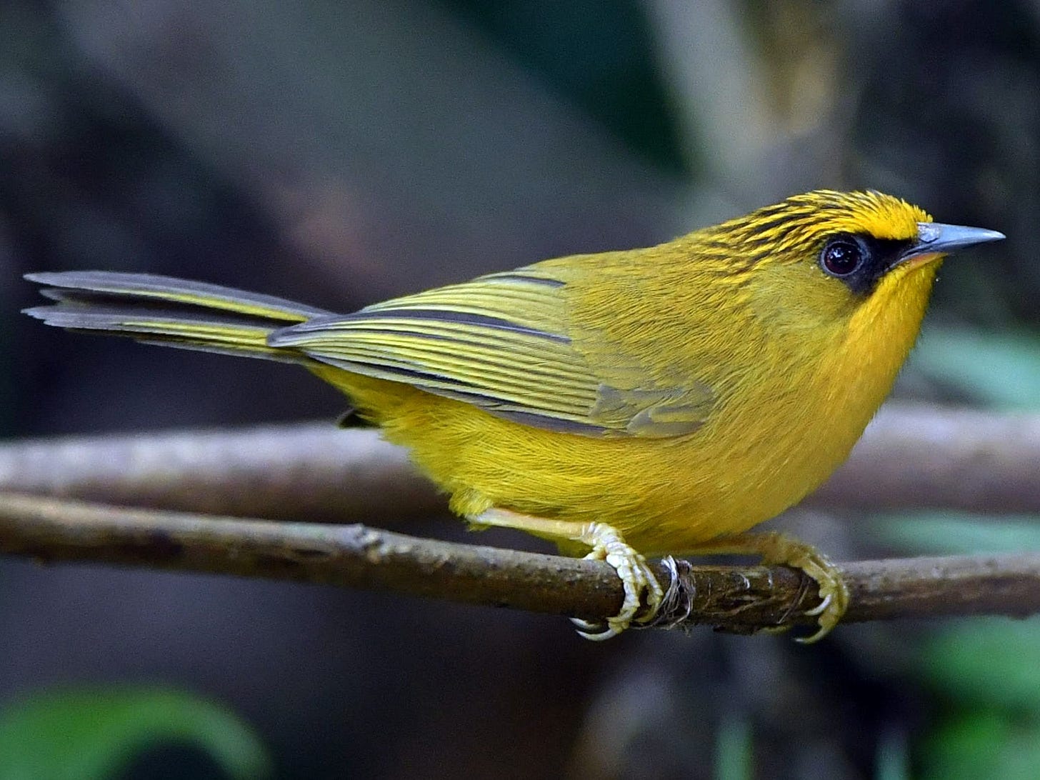 Golden Babbler - eBird