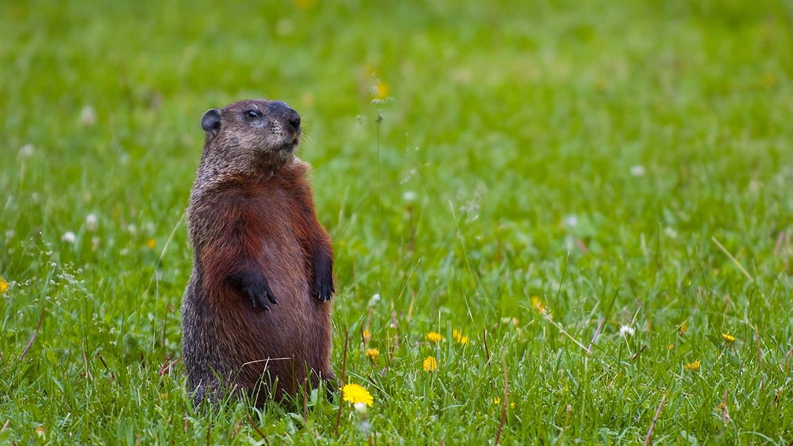 A Groundhog standing up in a field of green grass dotted with yellow dandelions.