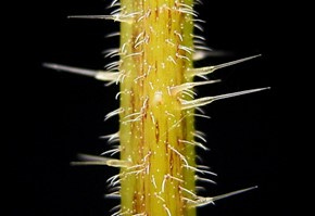 needles on plant 