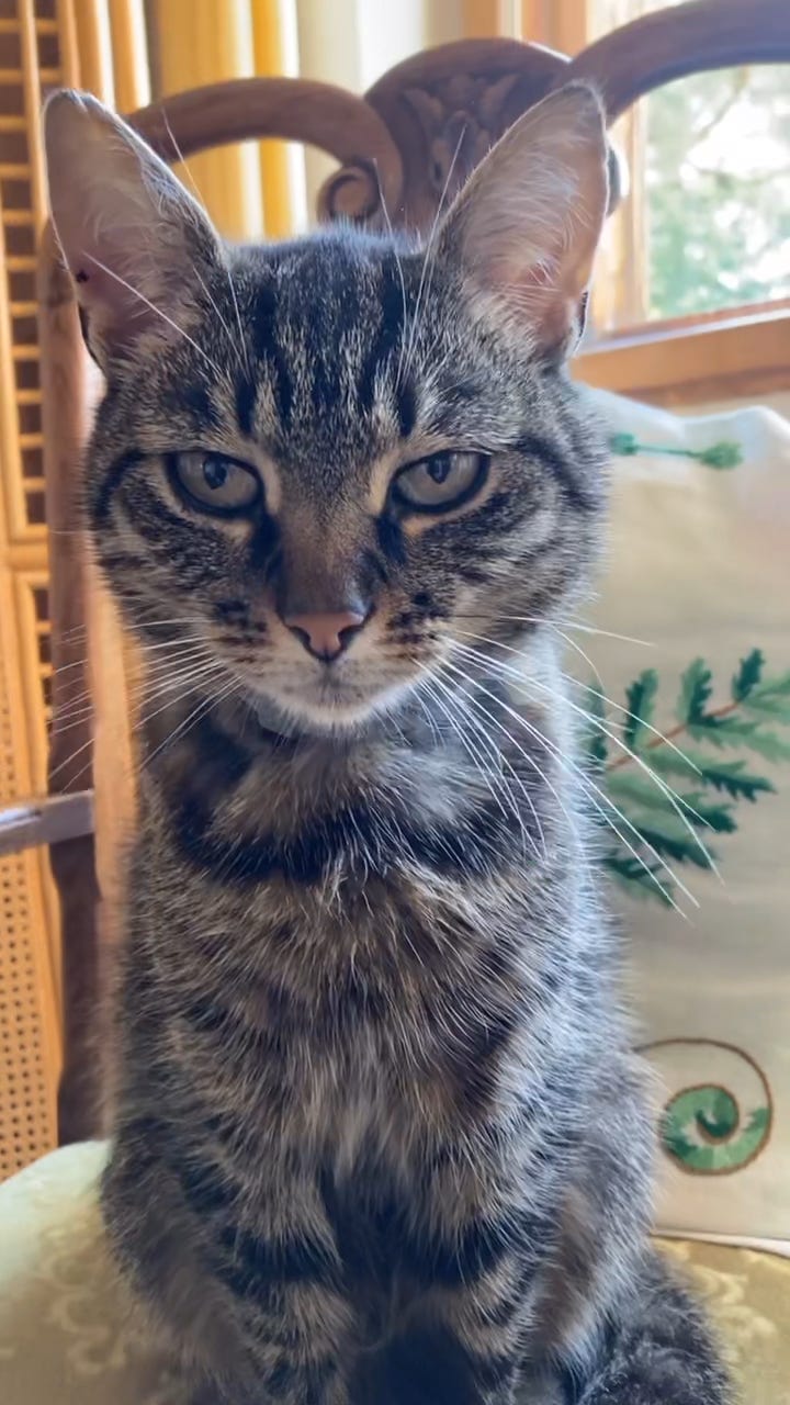 Be like a cat. by Franciscus van de Logt