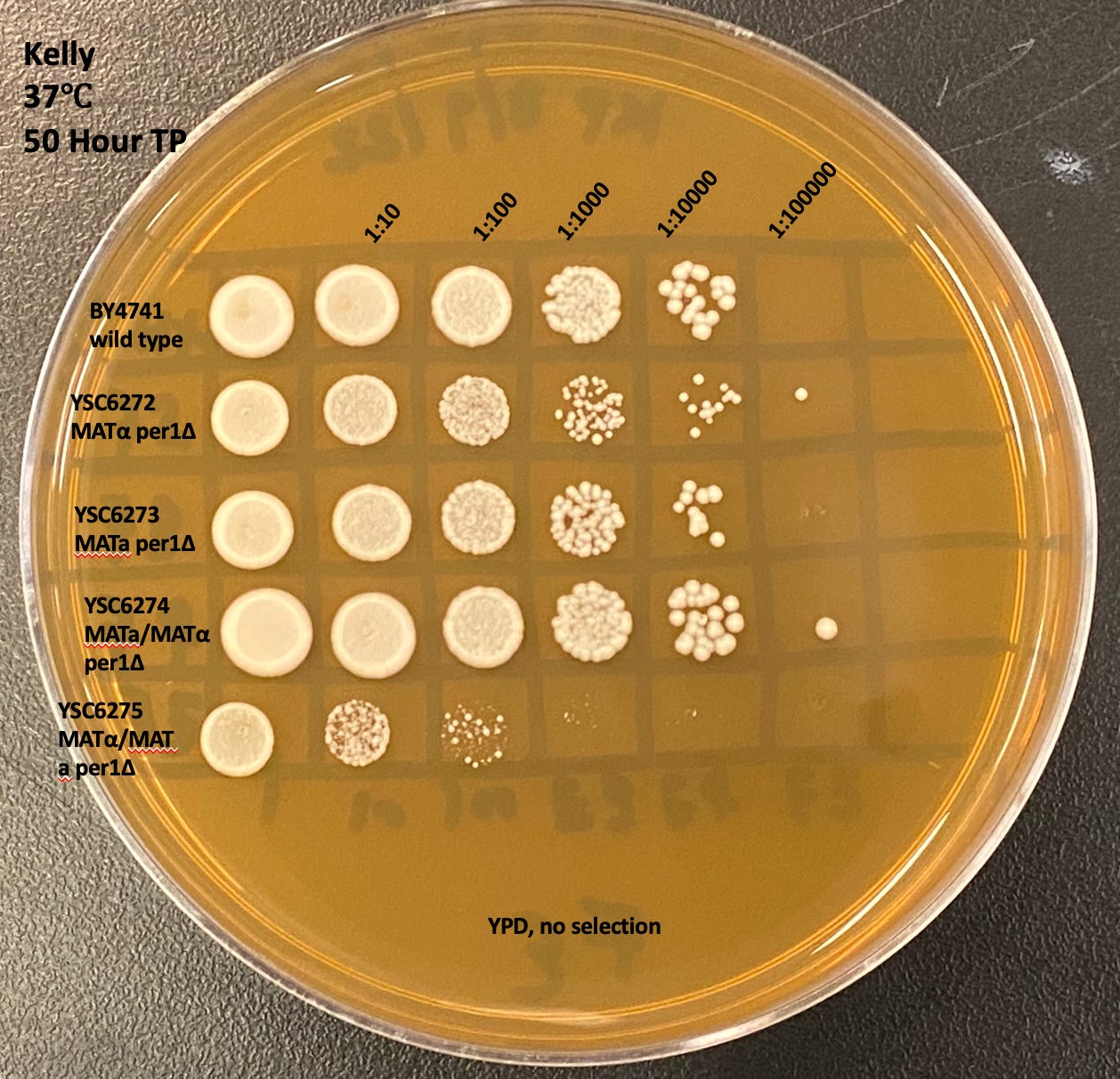 Decentralized yeast lab for drug repurposing