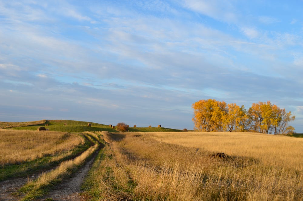 Merch! by Erika Bolstad The Windfall Dispatch