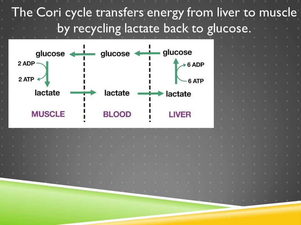 15. Lactate: Rescuing NAD+ and Generating ATP From Glycolysis