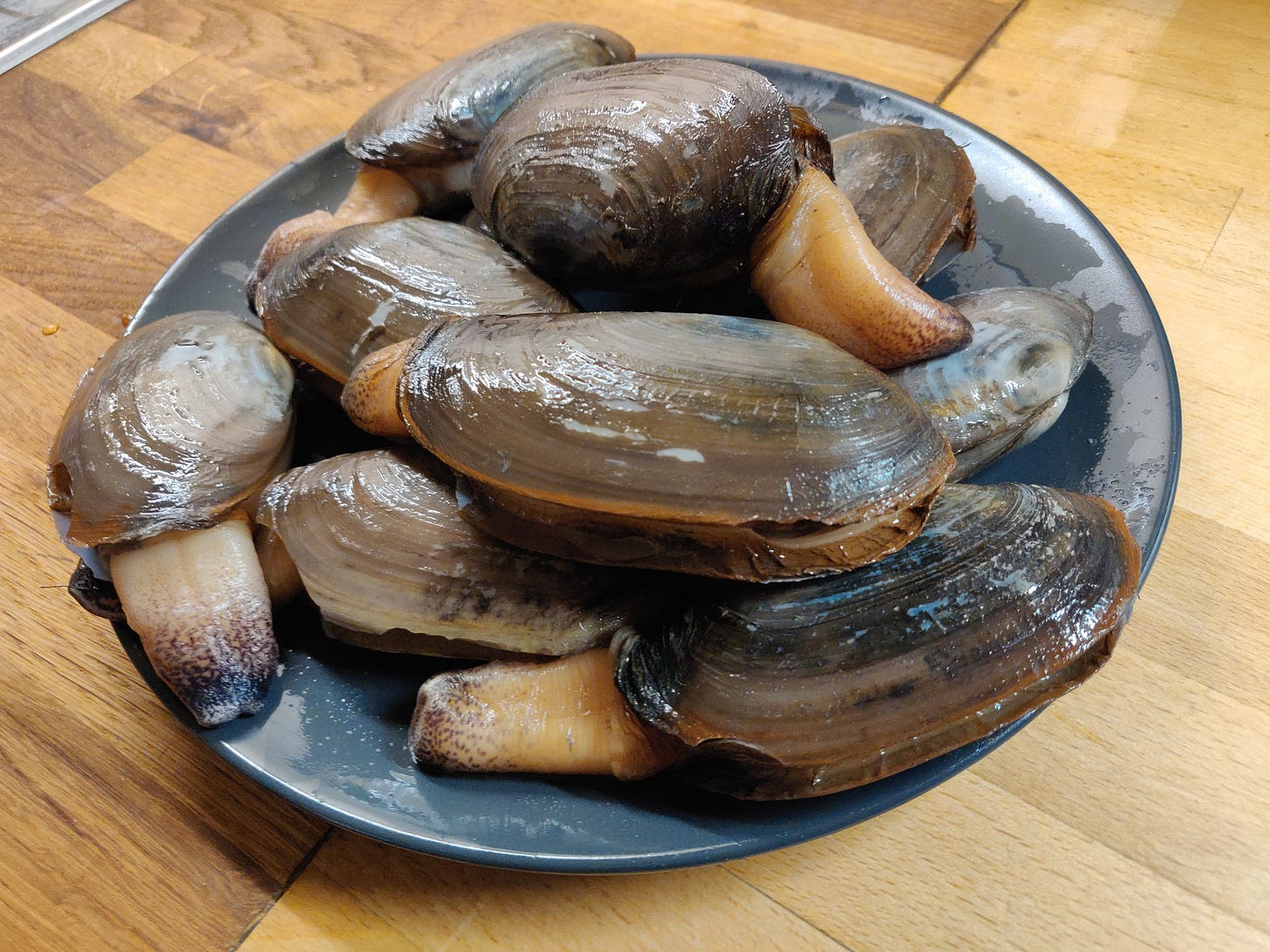Giant outlet razor clam