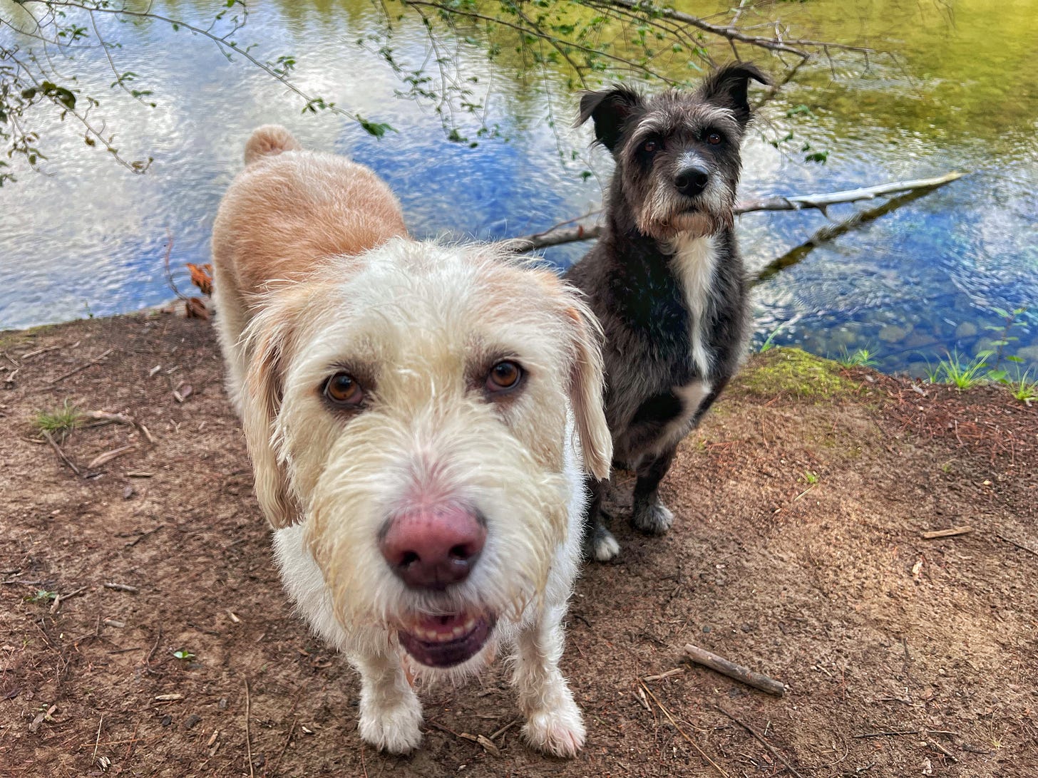 With Samwise Hobbled, Today's Hike Was Cancelled