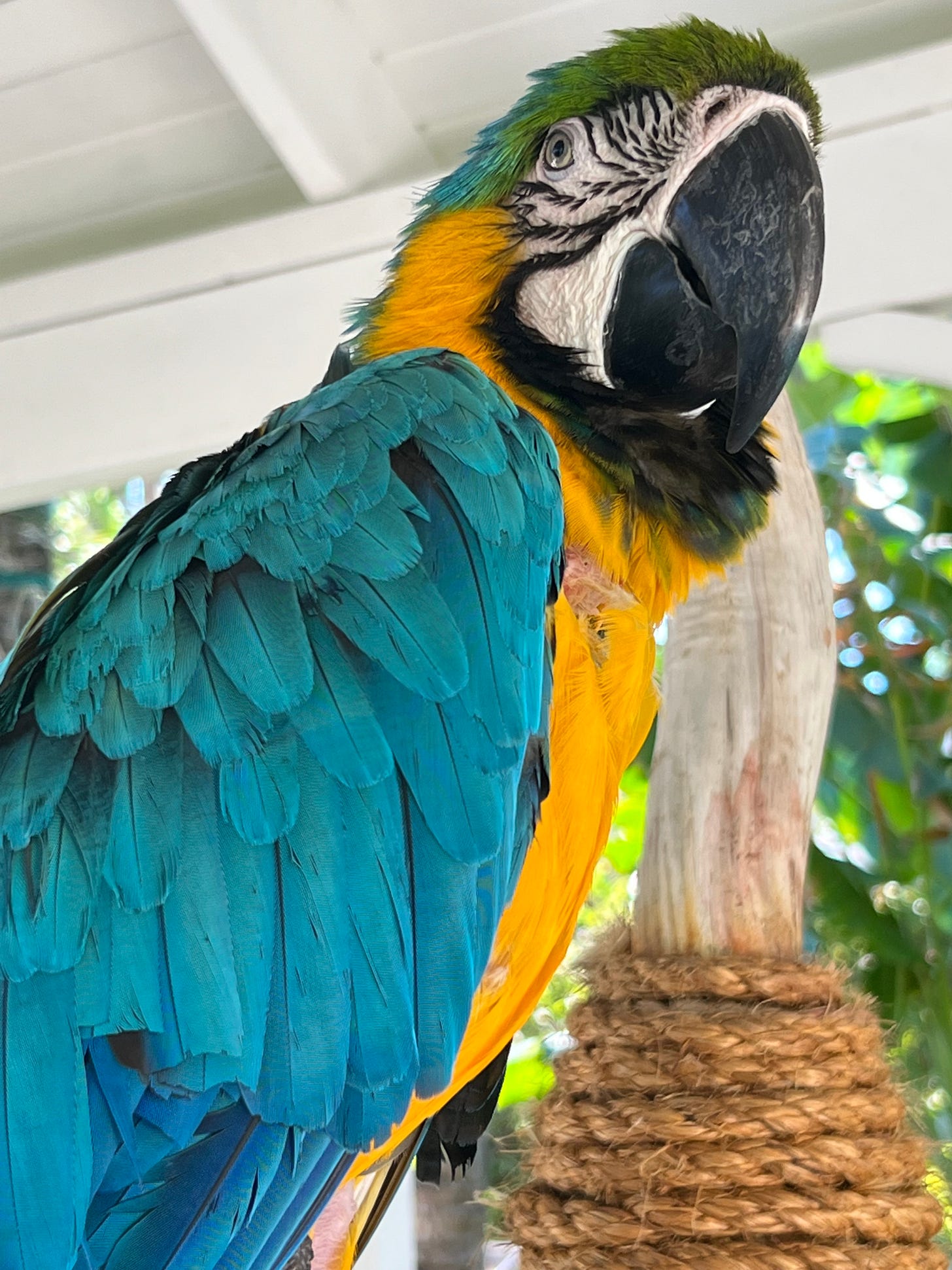 Democracy Dreaming by Benjamin Wittes Dog Shirt Daily