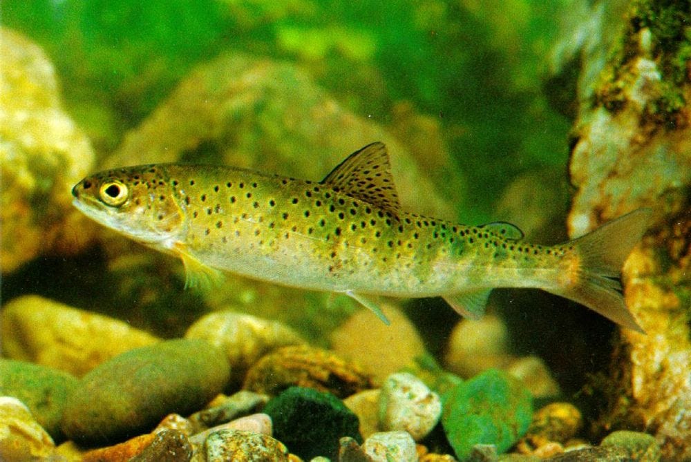 Trout Fishing in Korea Asia Sentinel