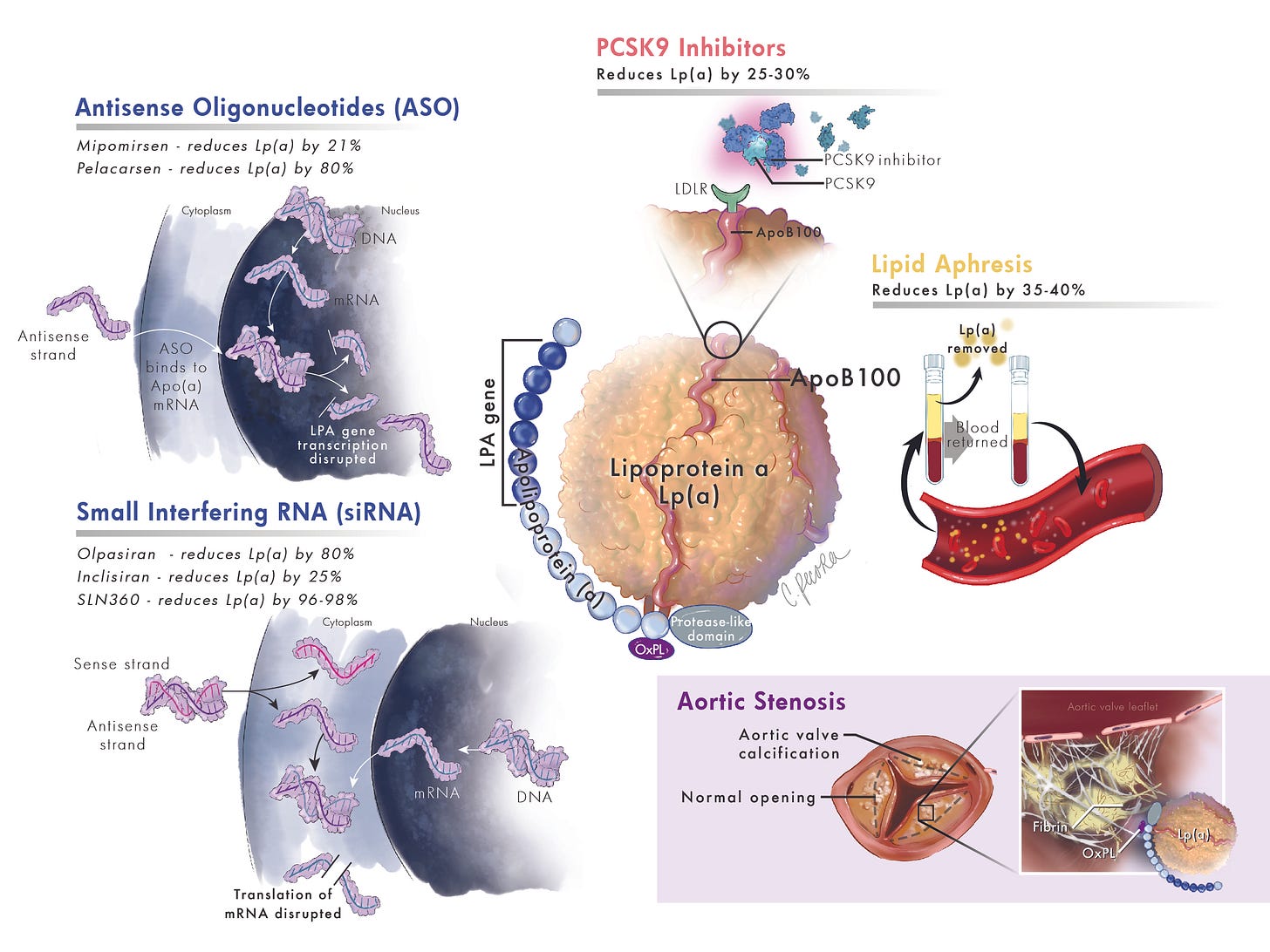 Lp Med Lp(a) & The Risk Of Heart Disease