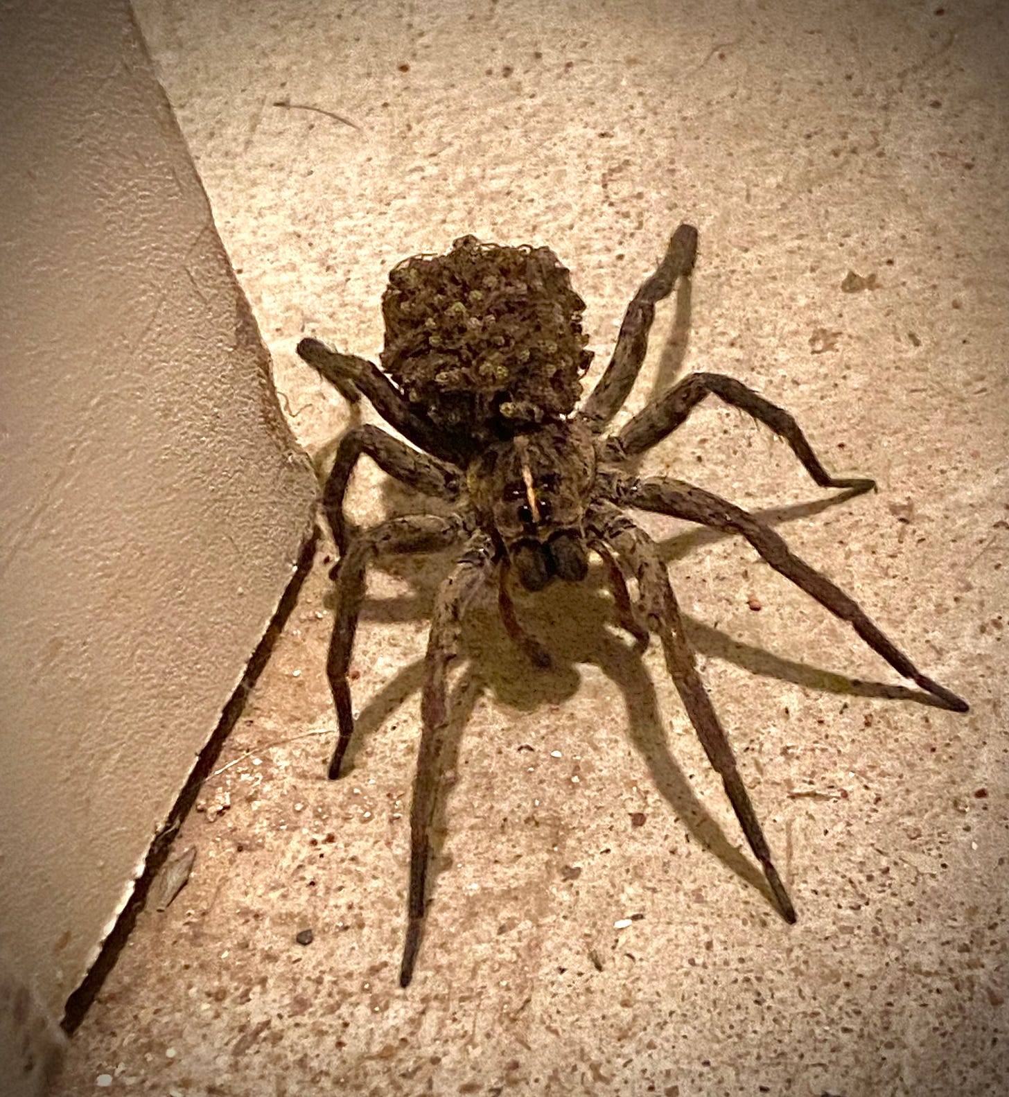 Spider carrying babies top