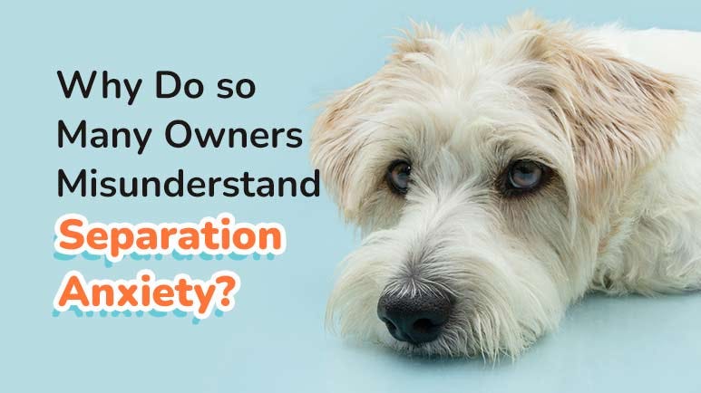 Calms forte sales for dogs