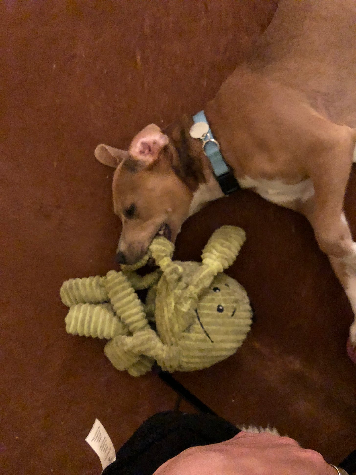 Clementine my dog my Valentine by awards for good boys