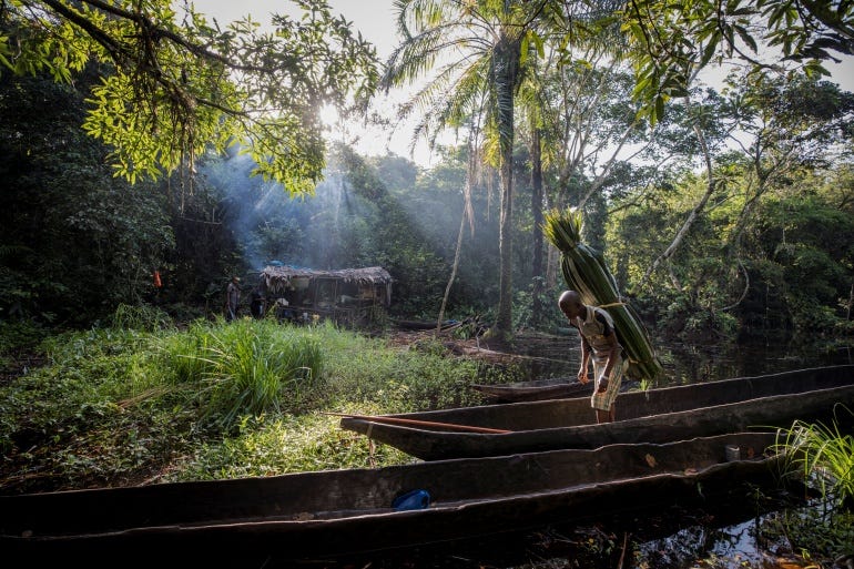 To save the Congo basin rainforest, end the conflict in the DRC
