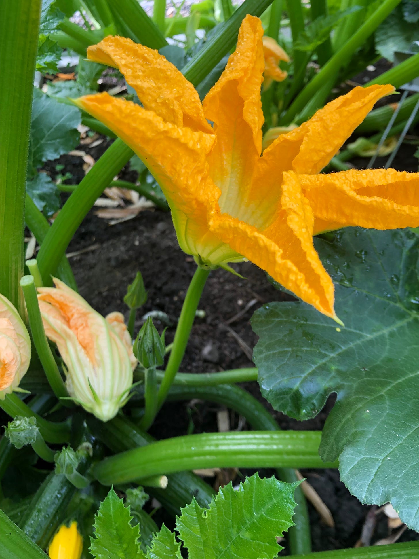 HOW TO IDENTIFY, HARVEST & COOK SQUASH BLOSSOMS