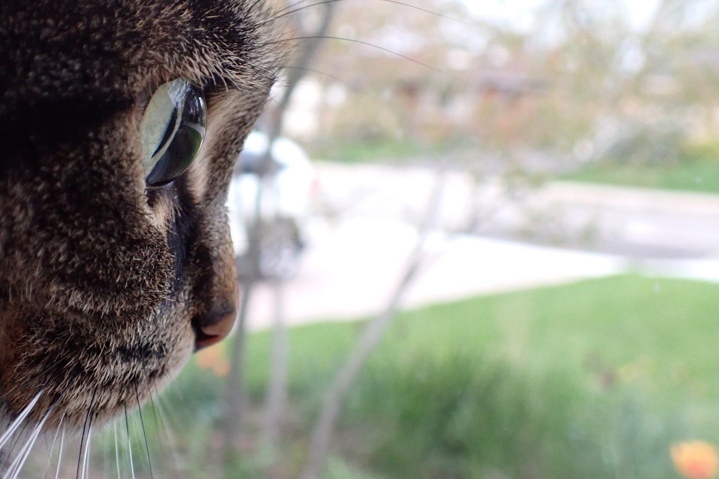 Why are cats' eyes the way they are? by Warb of Fire