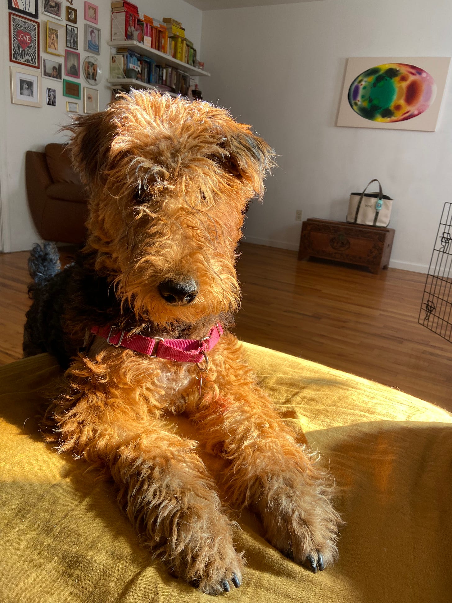 I will infiltrate Shawn Mendes's Smoothie Squad!