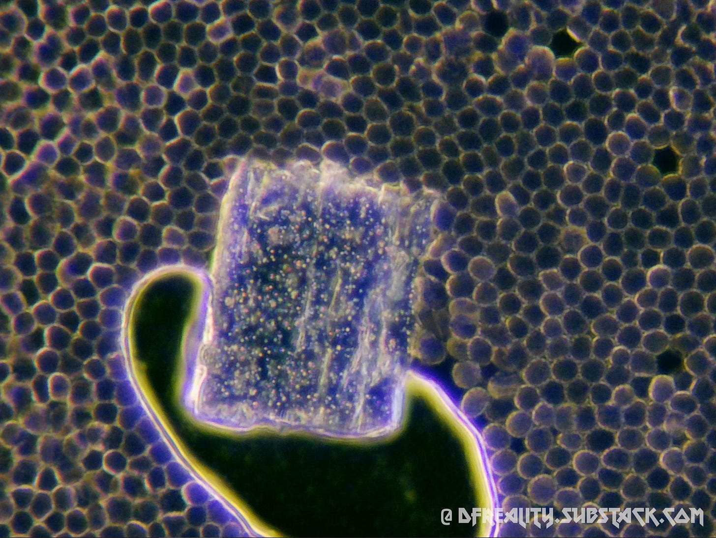 The Forced Evolution of Humanity: FIRST-HAND EVIDENCE of nanotechnology ...
