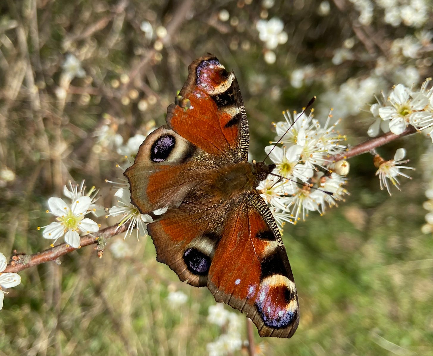 Prunus spinosa | blackthorn