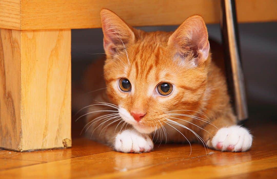 5 Interesting Reasons Why Ginger Cats Are Really Special