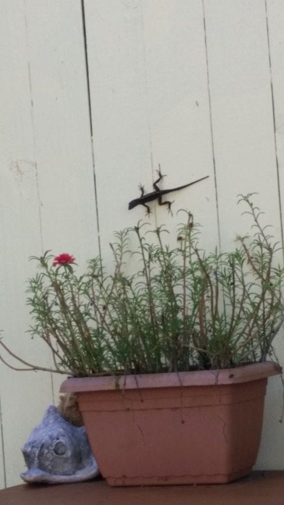 Best Bars In West End Roatan You Need To Try