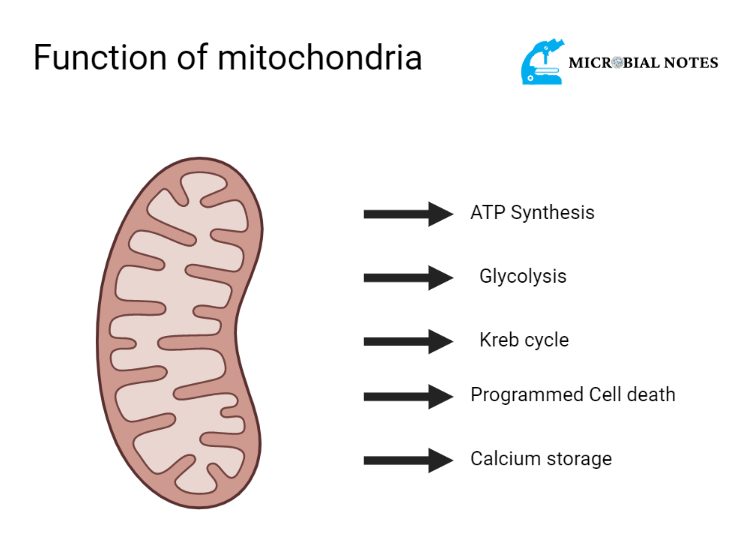 Optimize your mitochondria 101 by ryan mitchel brown