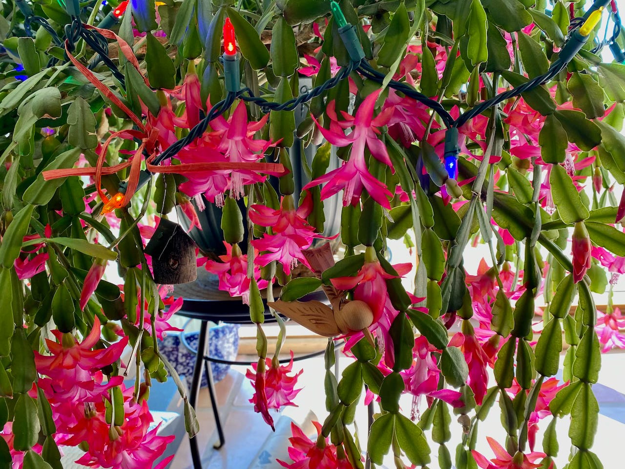 ChristmasCactus Companions