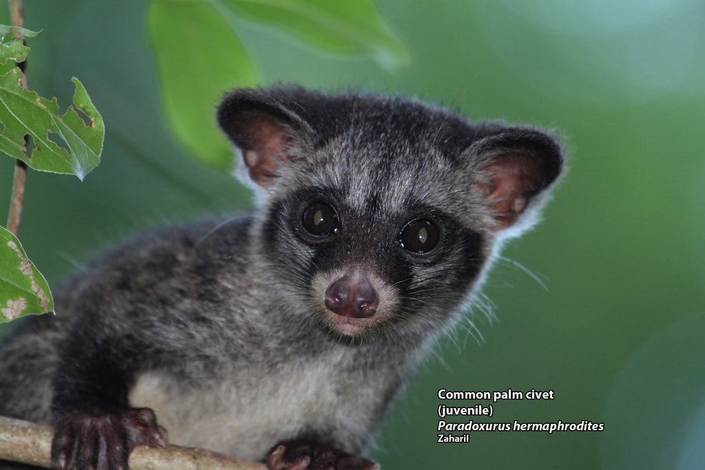 Common palm civet (Paradoxurus hermaphroditus) | Zaharil Dzulkafly | Flickr