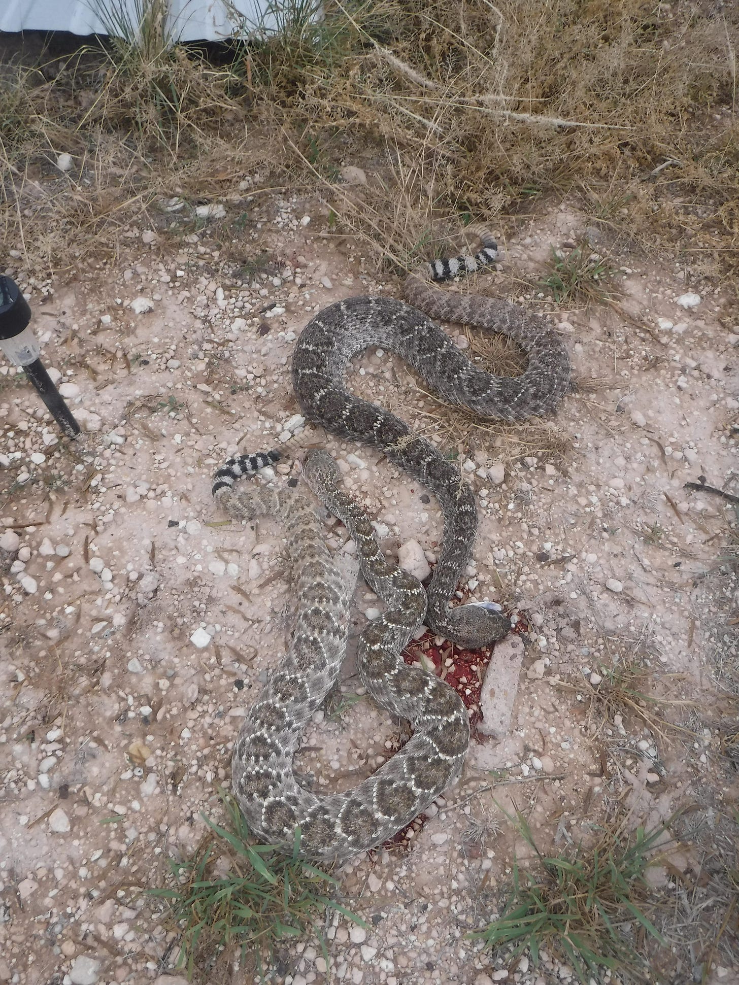 Ranch Report: Rattlesnakes - by Pecos 45 - Pecos’s Substack