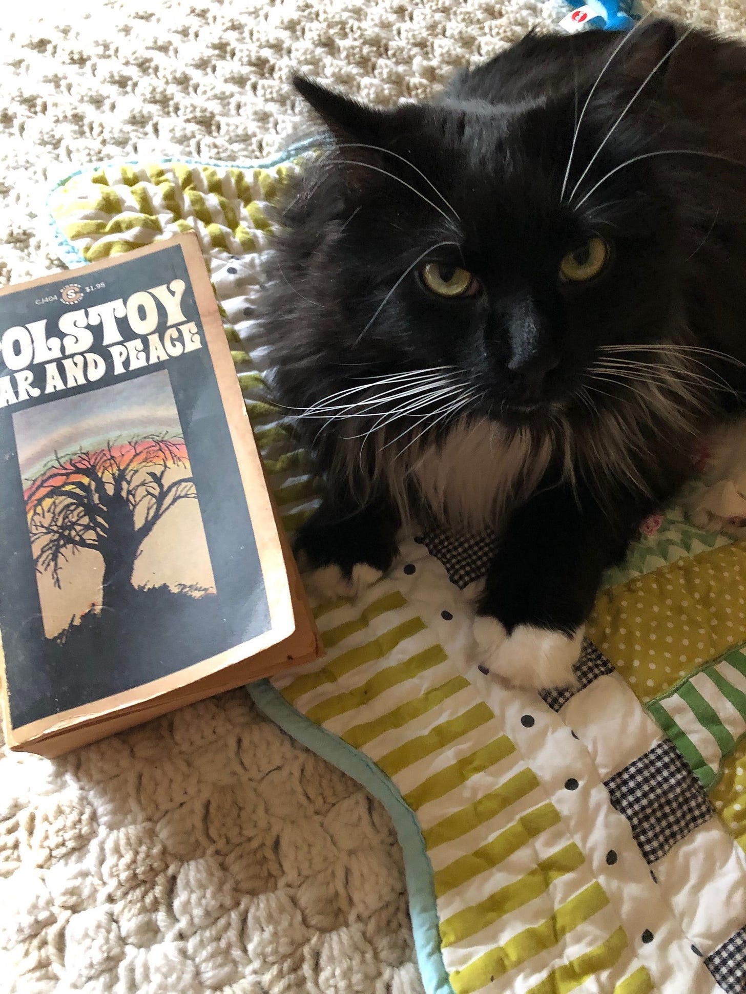 The white cat joyce shop carol oates
