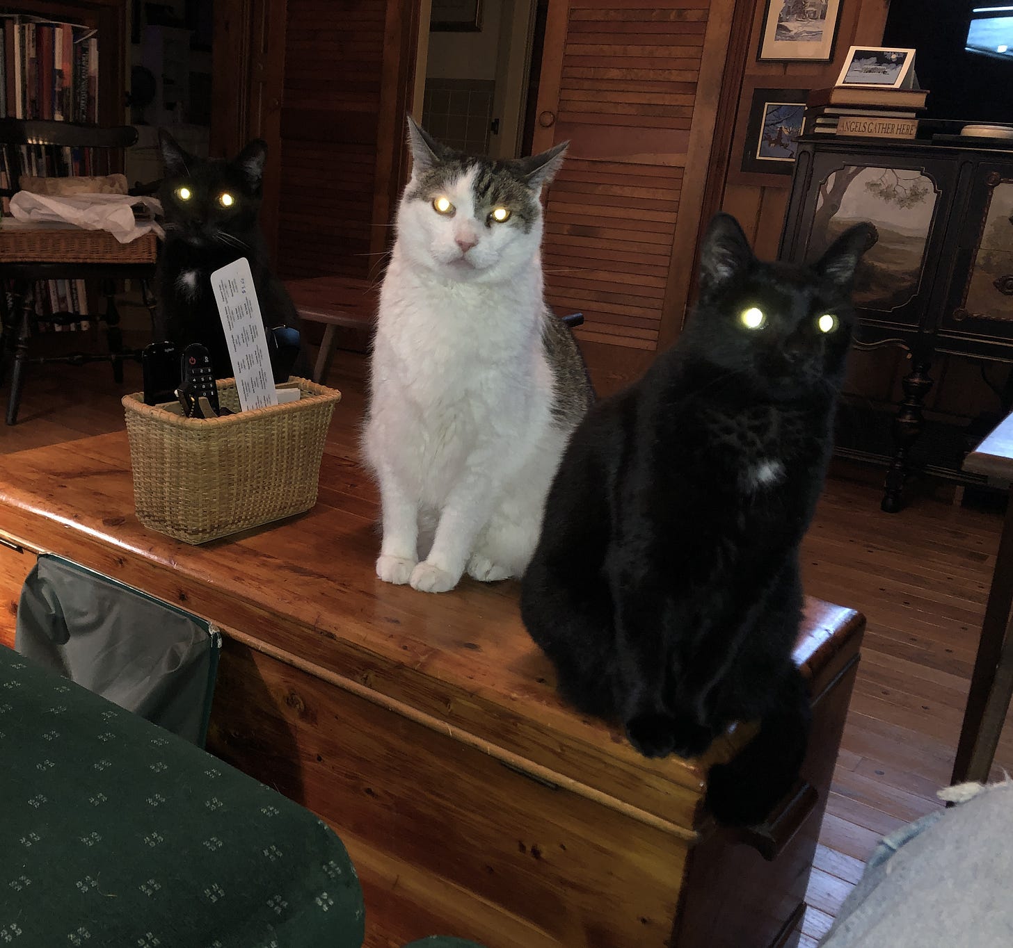 What To Expect When You’re Expecting (To Flee To Canada)