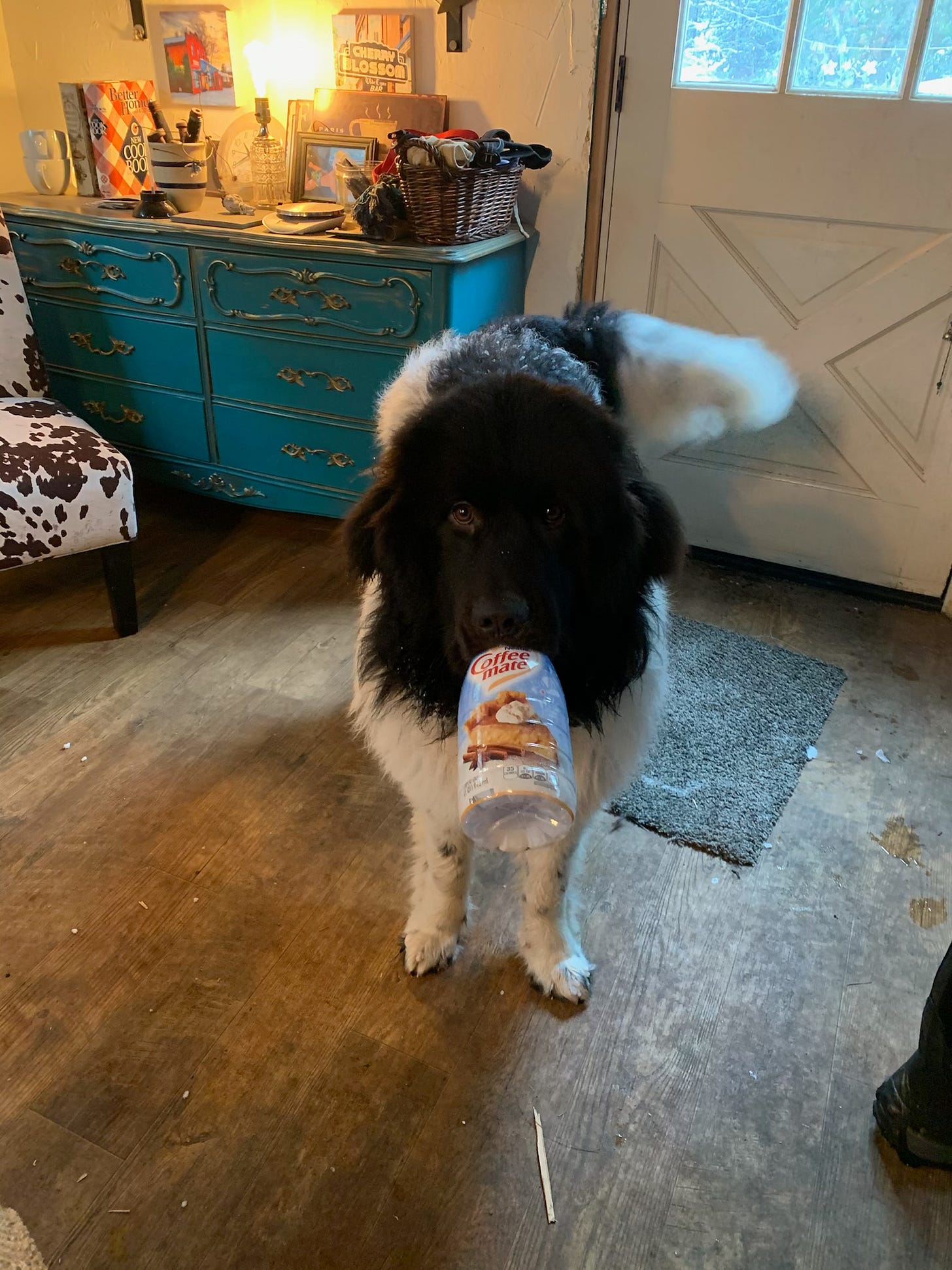 Newfoundland 2025 dog origin