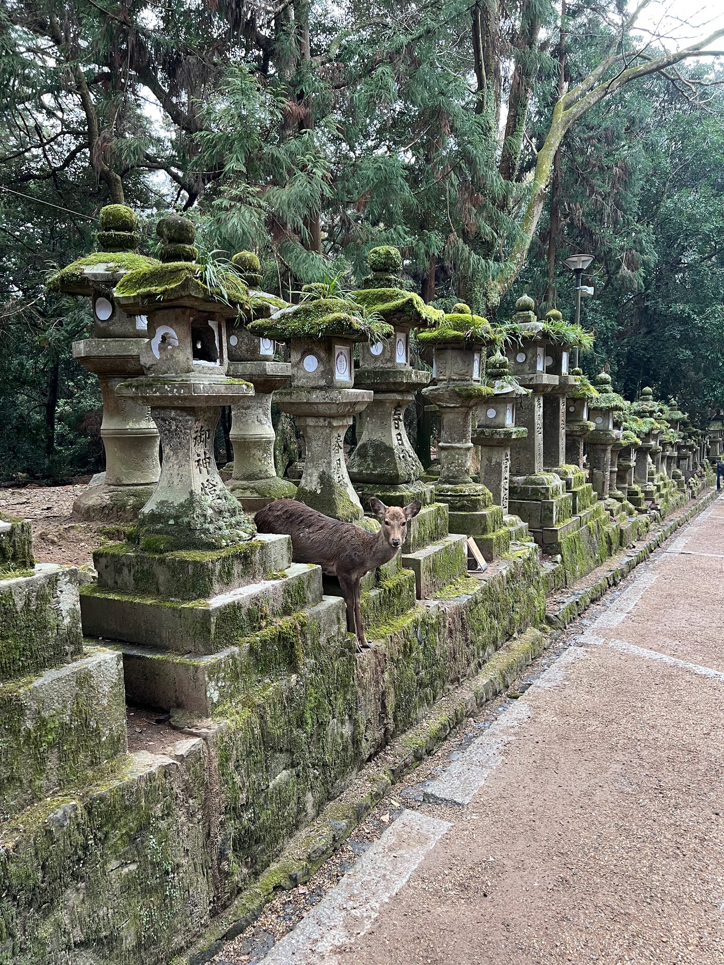 Japan Diaries: Osaka & Nara - by Kim Nelson - Ponytail Up