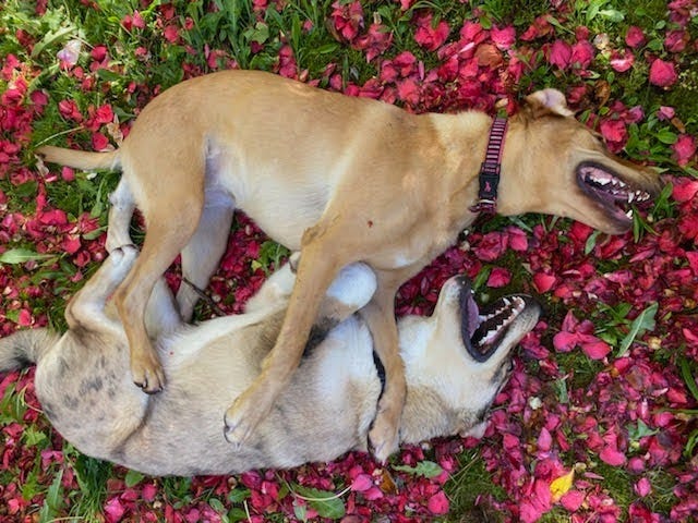 This Weekend, We Celebrate Your Real Dad