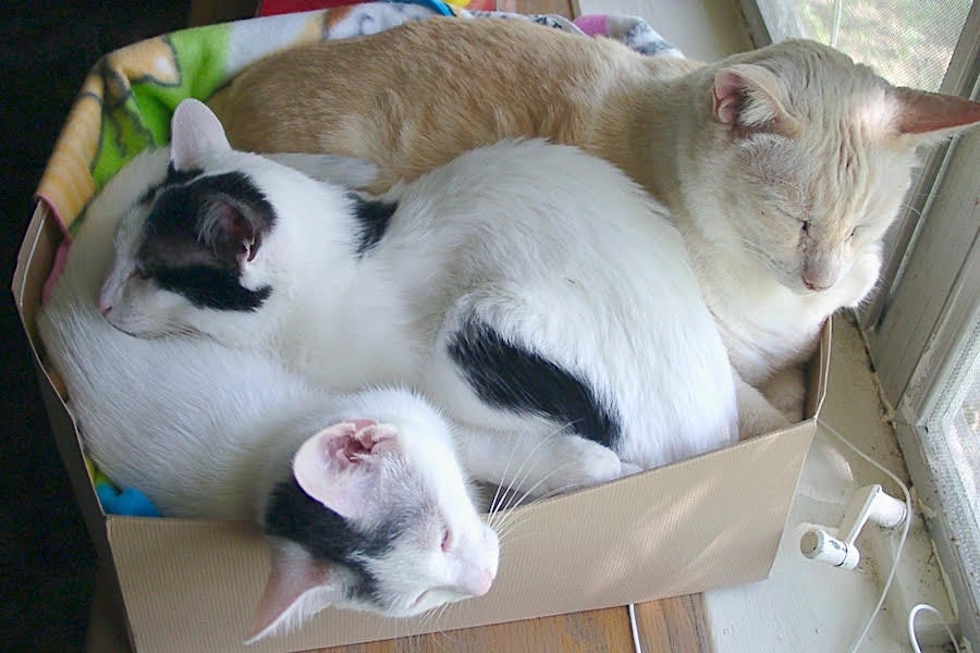 Is A Mild Capacity For Basic Human Empathy Giving YOU A Headache? There’s A Pill For That! Is A Mild Capacity For Basic Human Empathy Giving YOU A Headache? There’s A Pill For That!