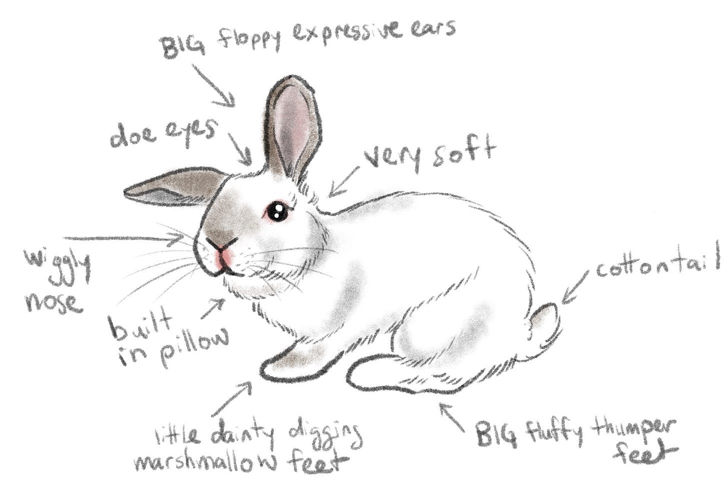 Draw Rabbit Digram How To Draw Rabbit Diagram