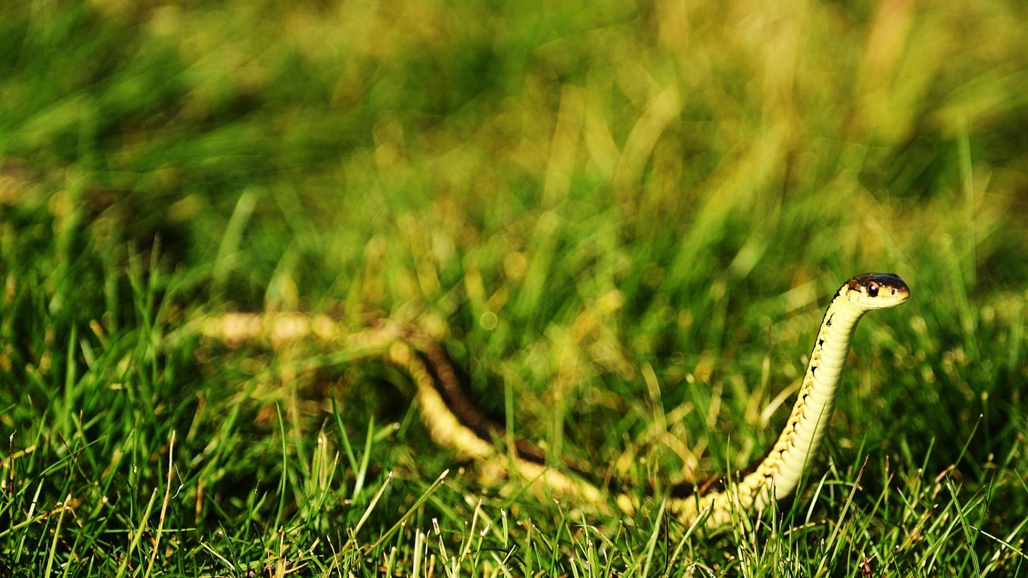 Snakes in the Grass Classical Wisdom