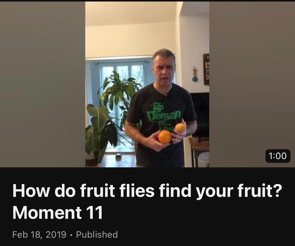 How do fruit flies find your fruit?