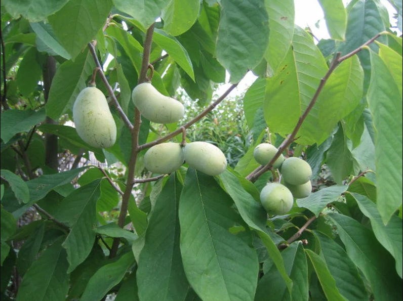 Thriving in the Shade Unveiling the Pawpaw Tree's Unique Journey