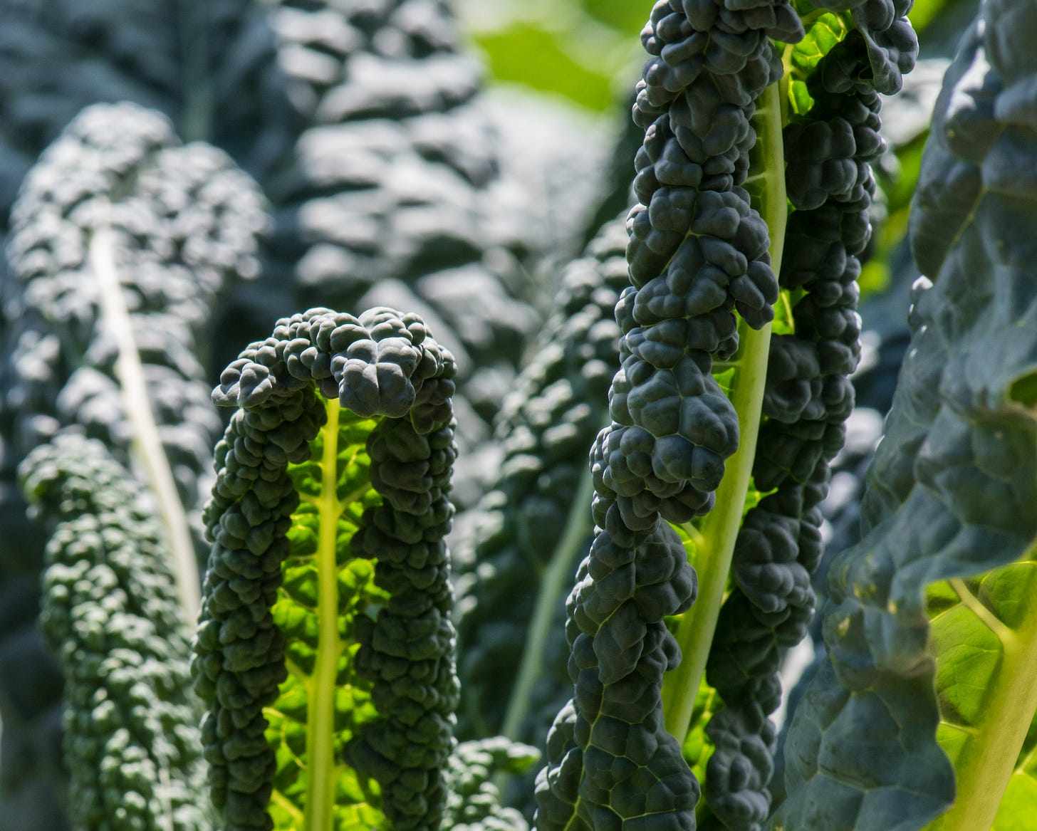 She Seeks Sensual Salad Secrets! She Seeks Sensual Salad Secrets!