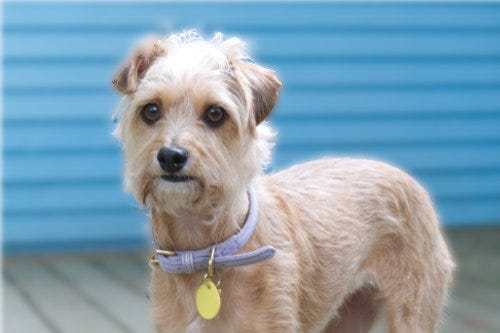 Let’s Remember The Time Jimmy Buffett Really Bummed Out A Bunch Of Republicans