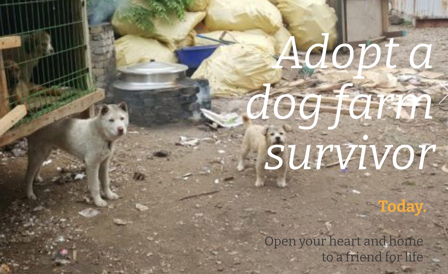 Korean Meat Market Dogs Part 2 by Tim Frazier