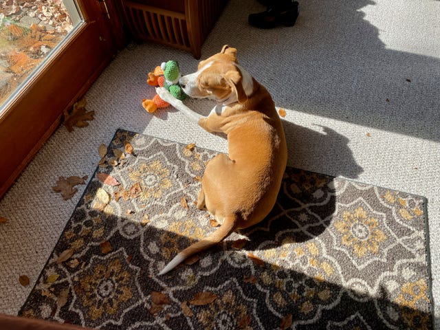 Have Yourself A Merry Little Festivus!