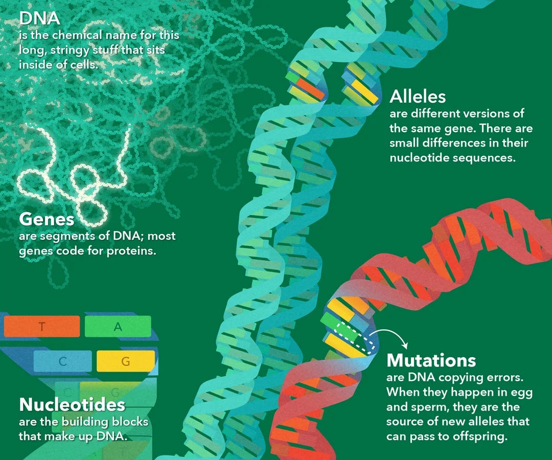 Evolution – basic principles & applications to health and illness