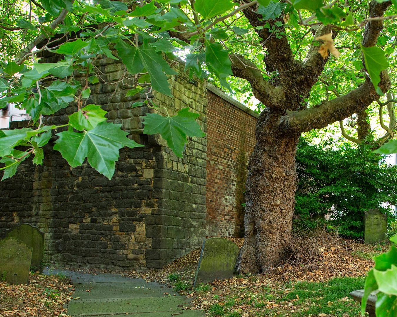 5. Toon Wall Plane by Paul Wood The Street Tree